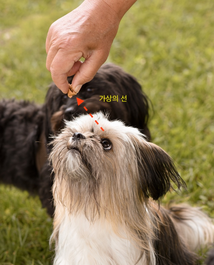 먹이를 주는 손을 보는 강아지의 시선