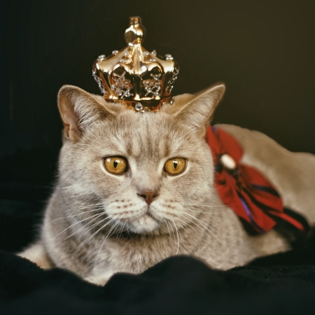 왕관을 쓴 갈색 영국 고양이