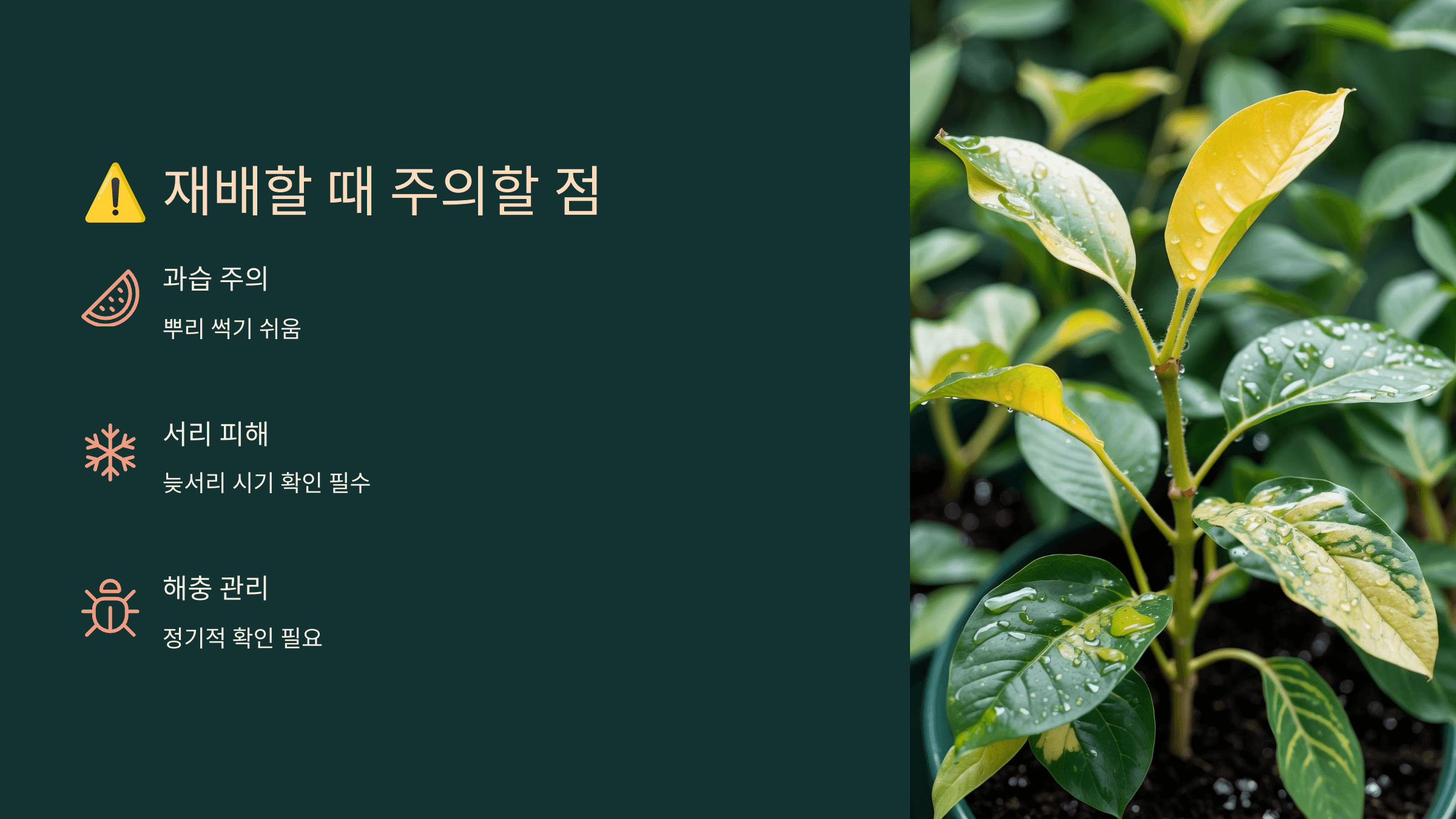 강낭콩 사진입니다.