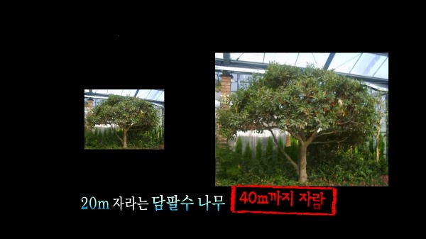 "모든 생물이 거대해지는 거인섬," 성인이 두달만에 10센치가 컸다고?