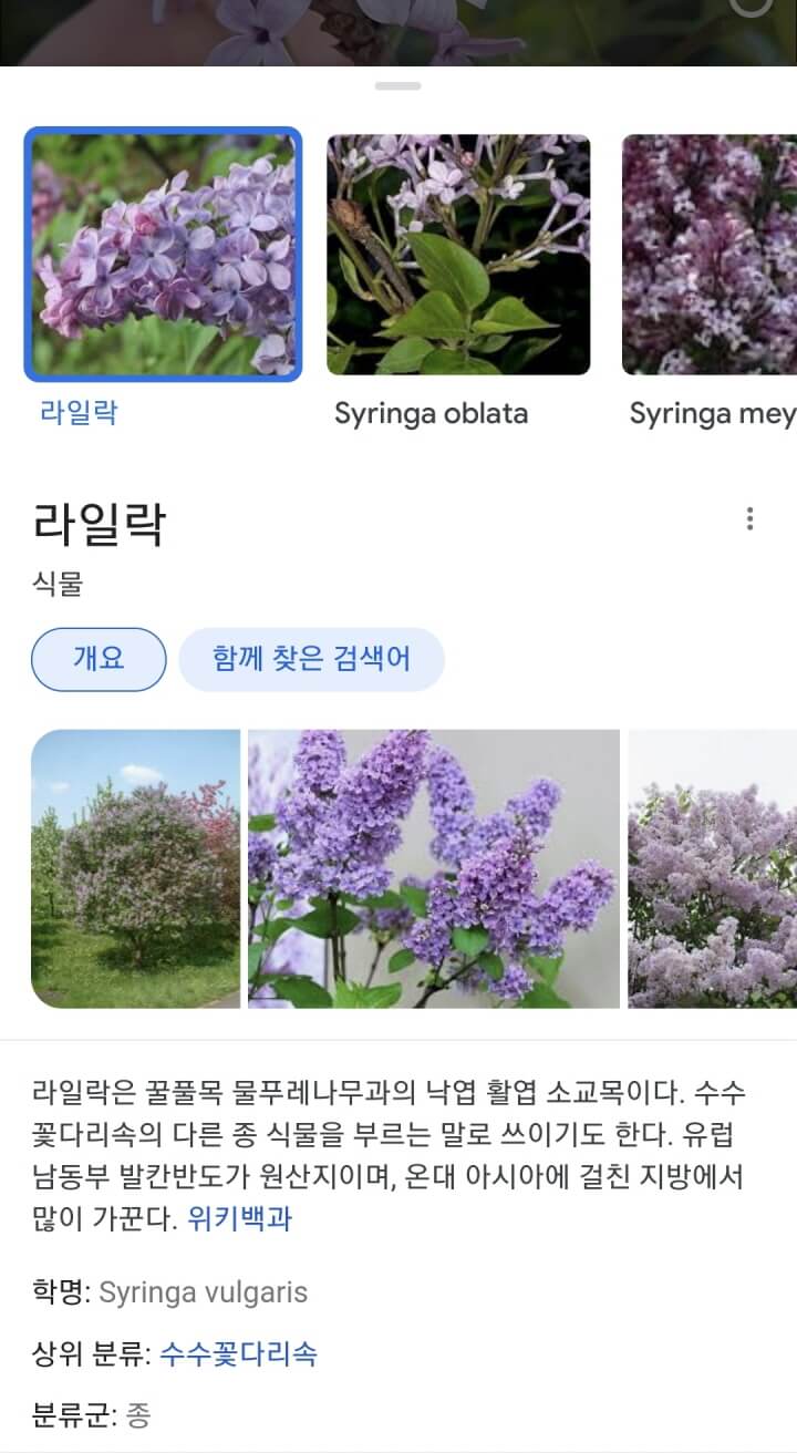 보라빛식물-구글렌즈검색결과