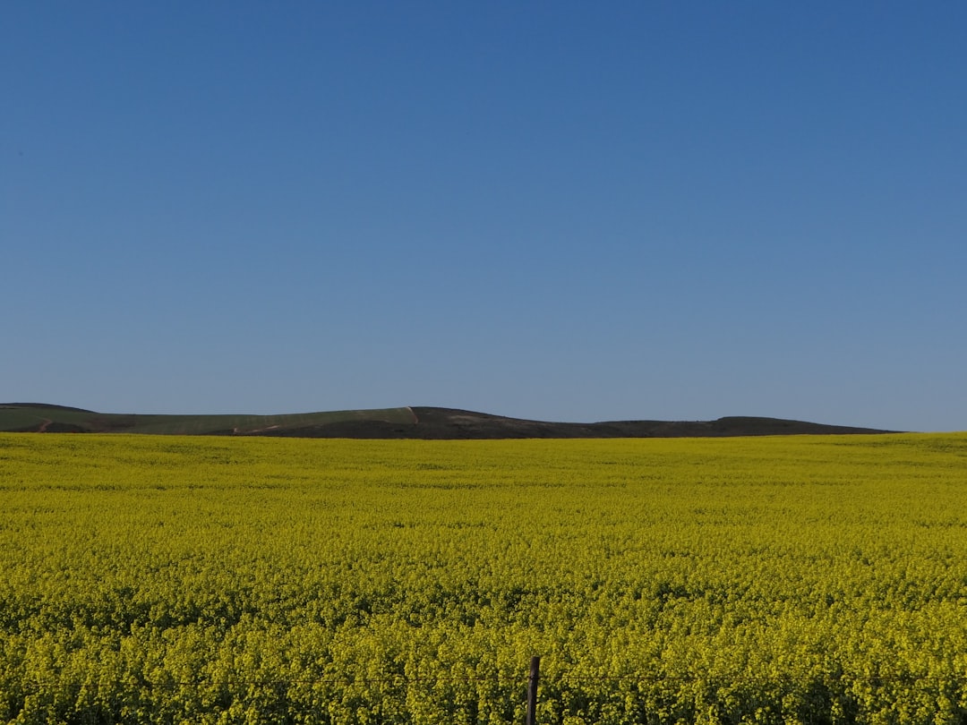 Canola.