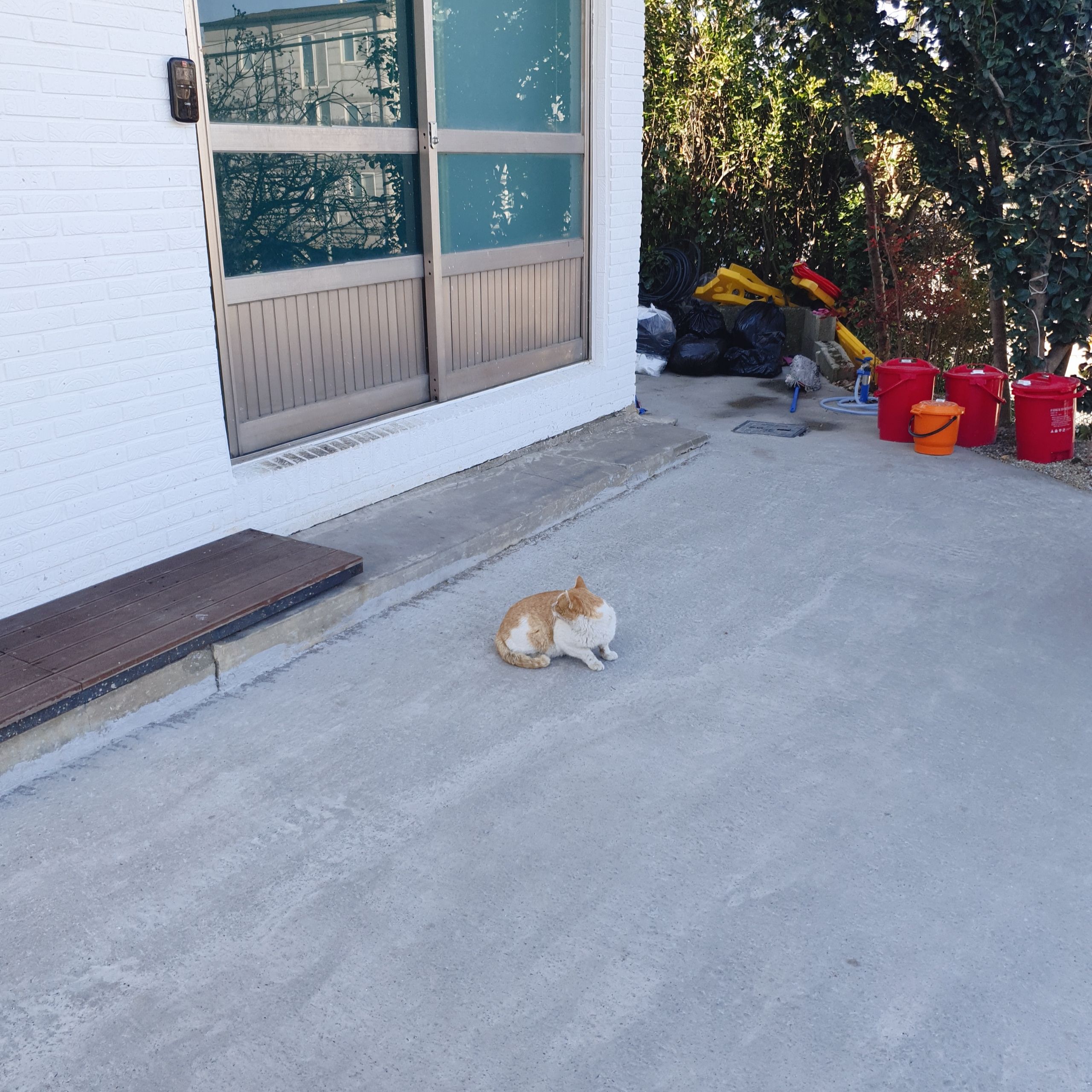 고양이