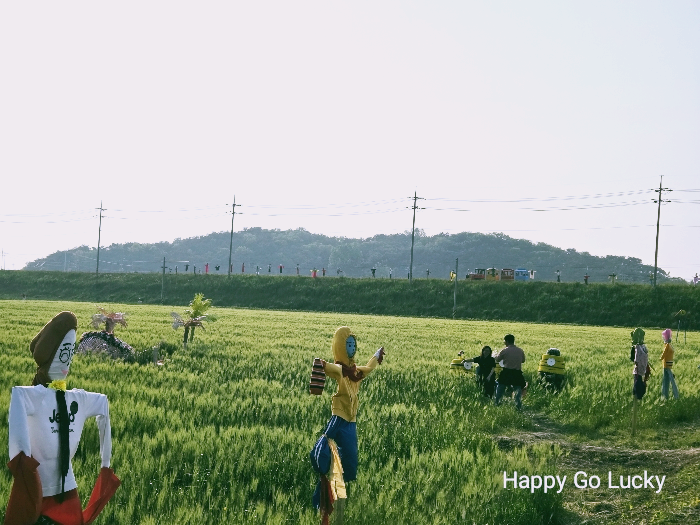 영광 찰보리축제의 푸른 찰보리밭 풍경
