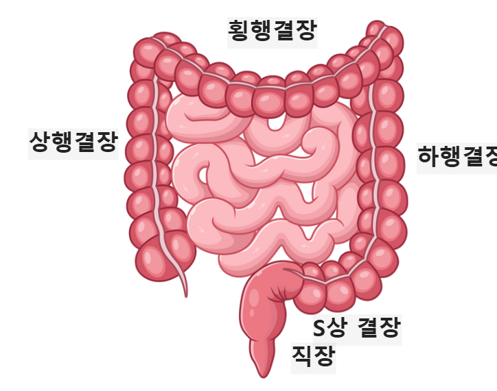 대장: 수분 흡수와 노폐물 형성