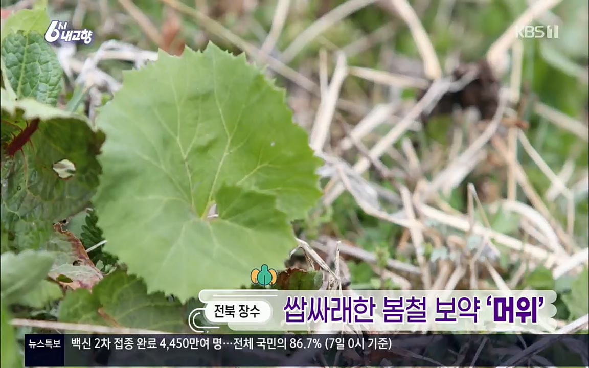 6시 내고향.E7506.220408p.H264-F1RST.mp4_20220412_180207.401.jpg