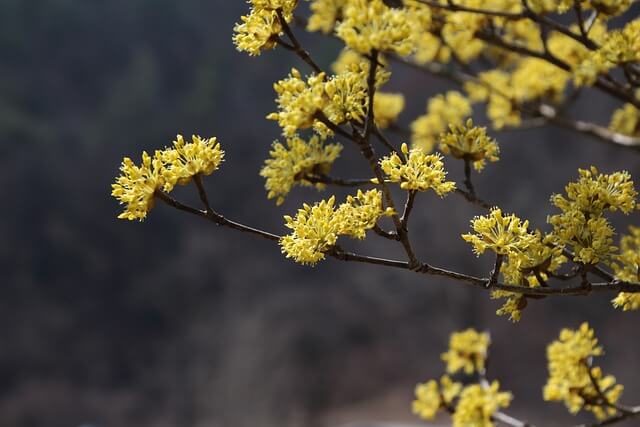 이천 산수유 축제 주차