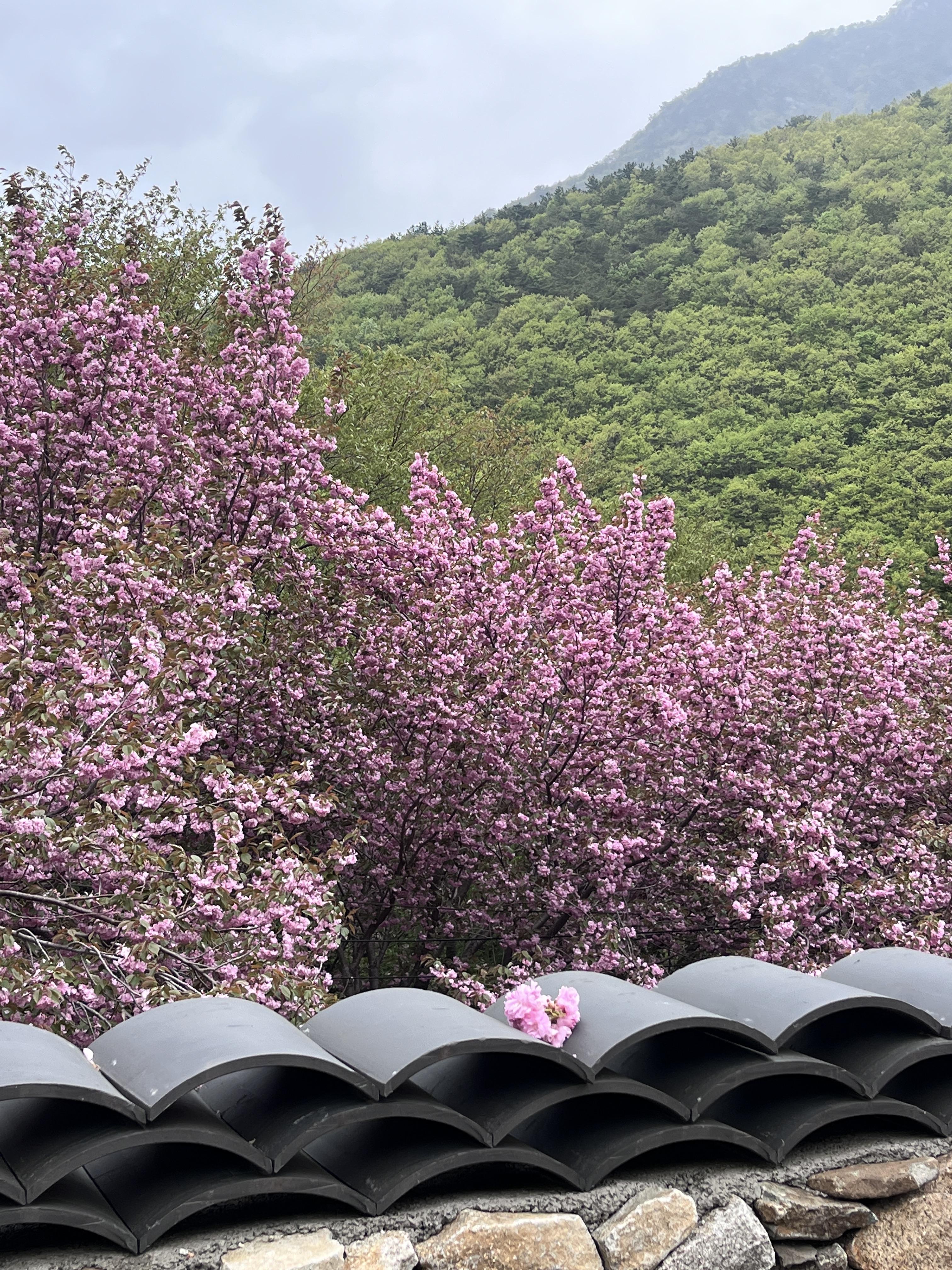 청룡사 풍경 