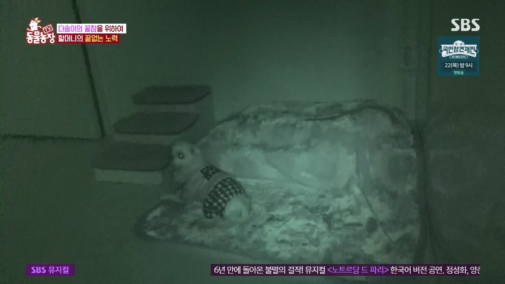 TV 동물농장.E1159.240218p.H264-F1RST.mp4_20240218_170001.551.jpg