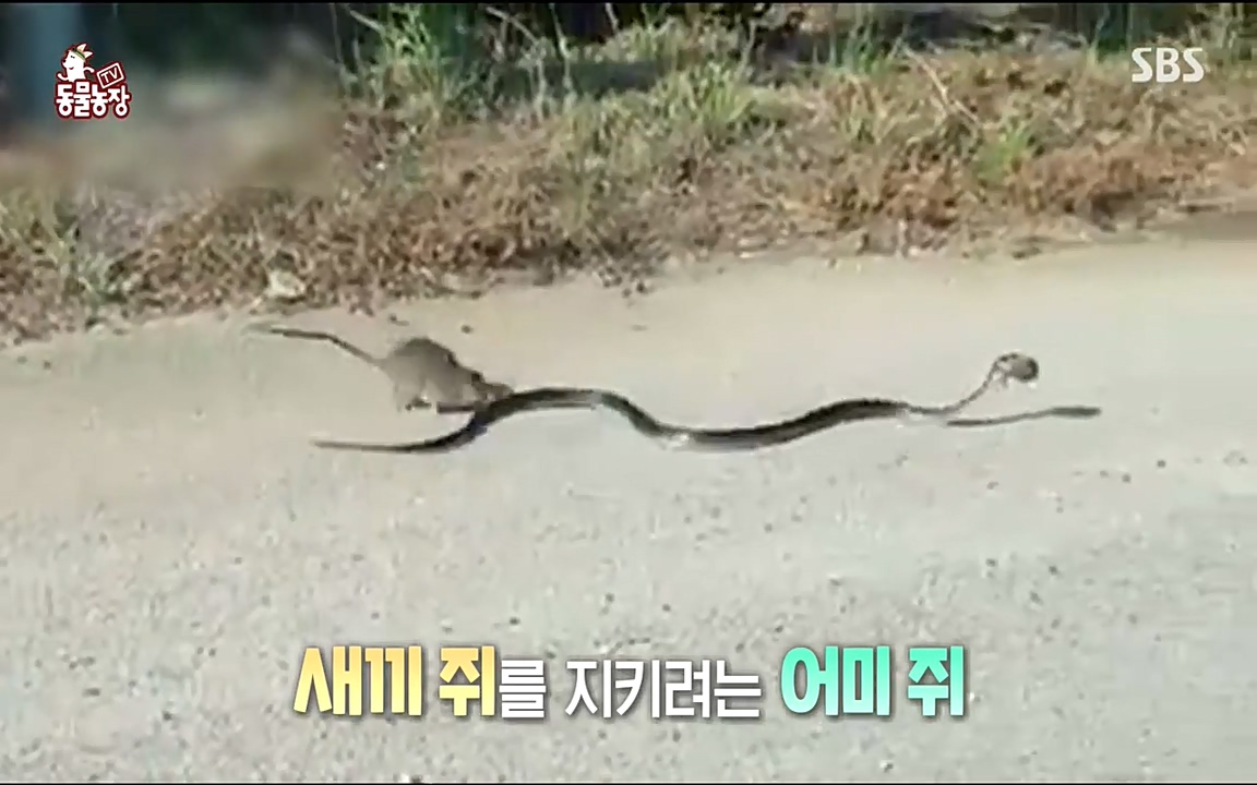 TV 동물농장.E1068.220509p-NEXT.mp4_20220508_170938.150.jpg
