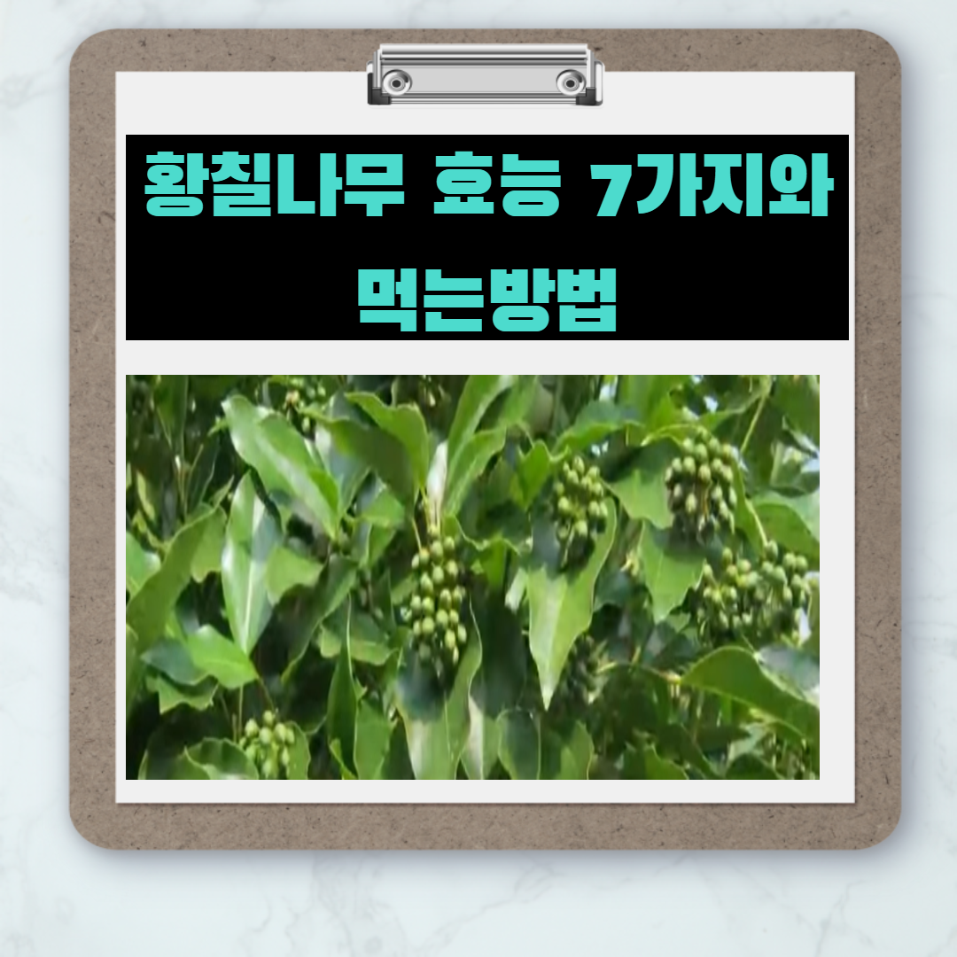  징기스칸이 애용했던 약재 - 황칠나무 효능 및 먹는법