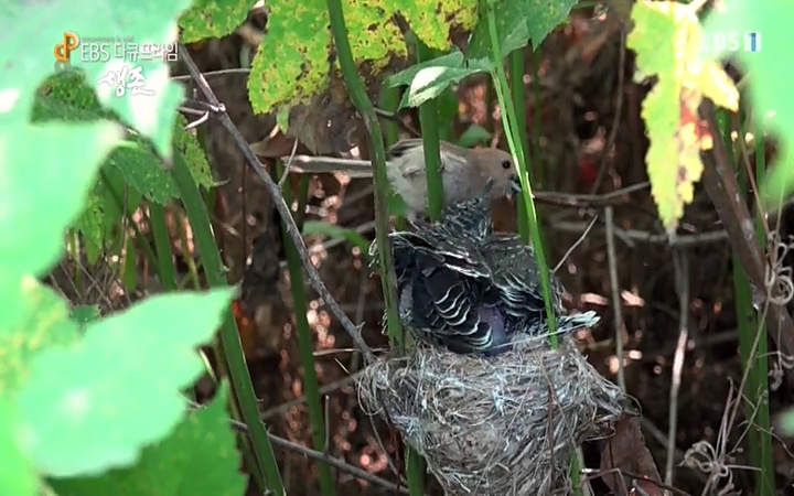 EBS 다큐프라임_ 220628.avi_20220629_205159.584.jpg