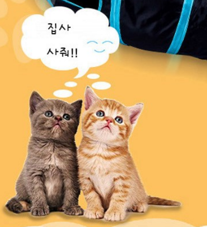  가성비 캣 터널 추천!