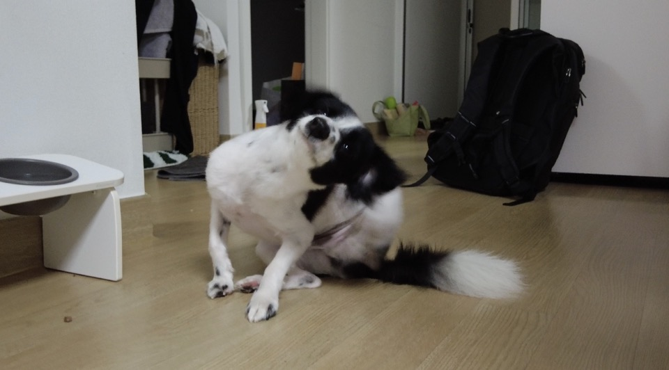  우리 아이 귀에 무슨일이?