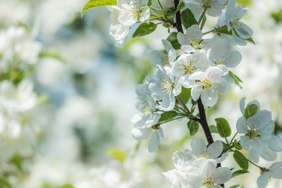 흰색 사과나무꽃