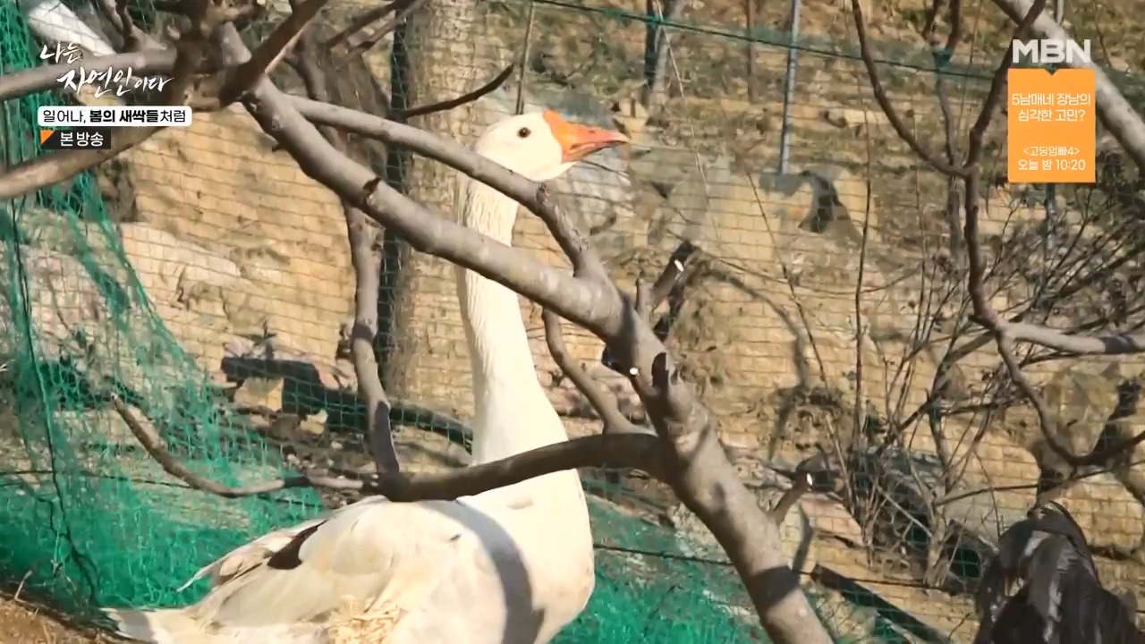 나는 자연인이다.E593.240215p-NEXT.mp4_20240215_200728.232.jpg