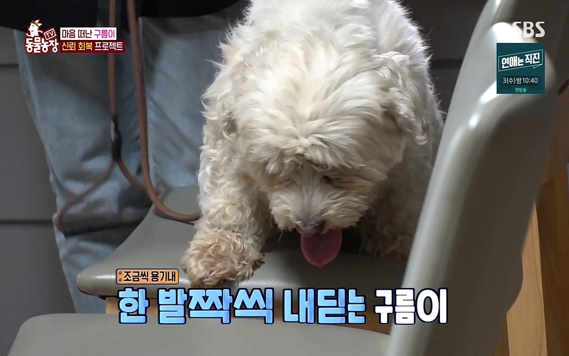 TV 동물농장.E1080.220732p-NEXT.mp4_20220731_174251.367.jpg