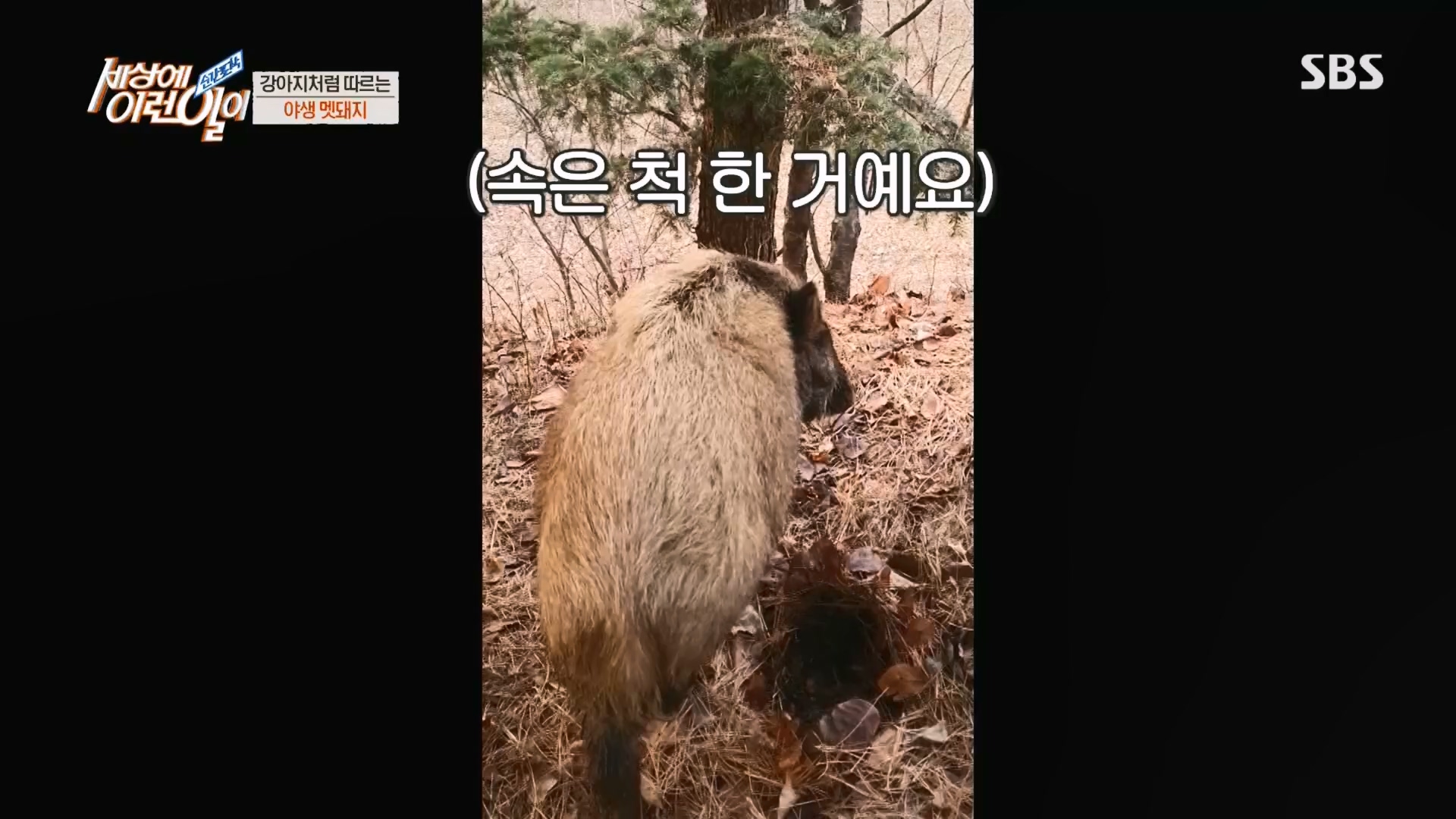 순간포착 세상에 이런일이.E1227.230425p.H264-F1RST.mp4_20230426_194343.762.jpg