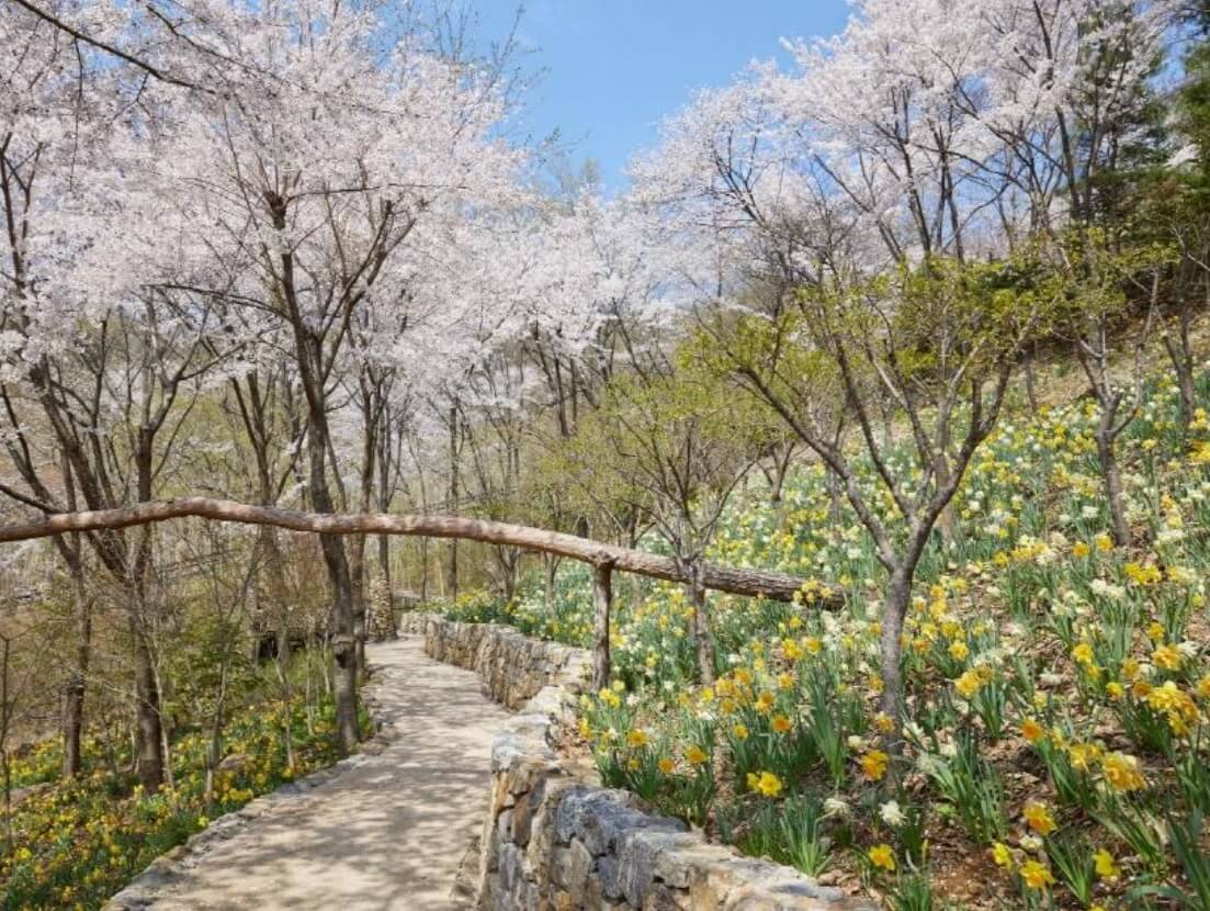 화담숲 벛꽃