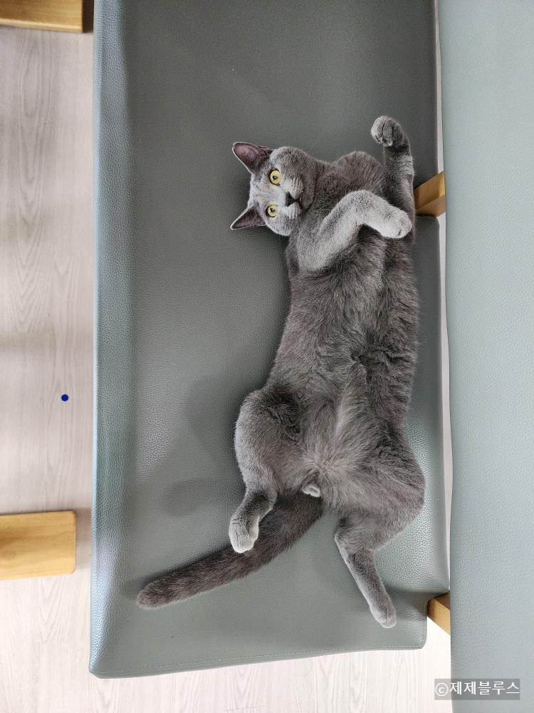 놀아달라는-고양이