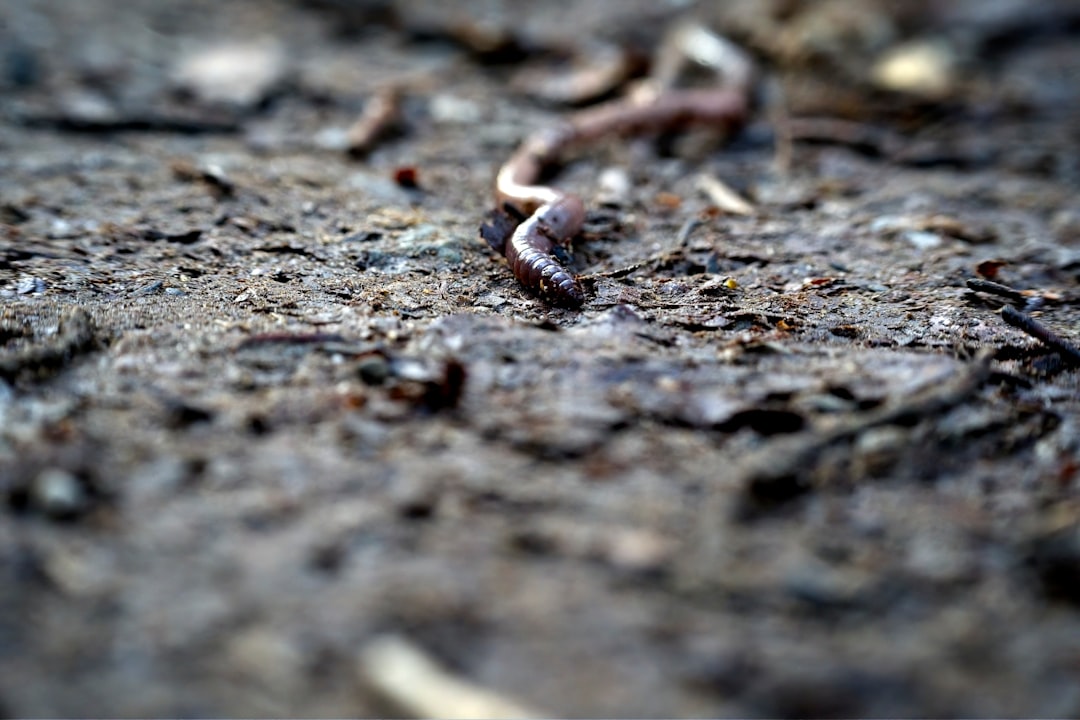 Earthworm