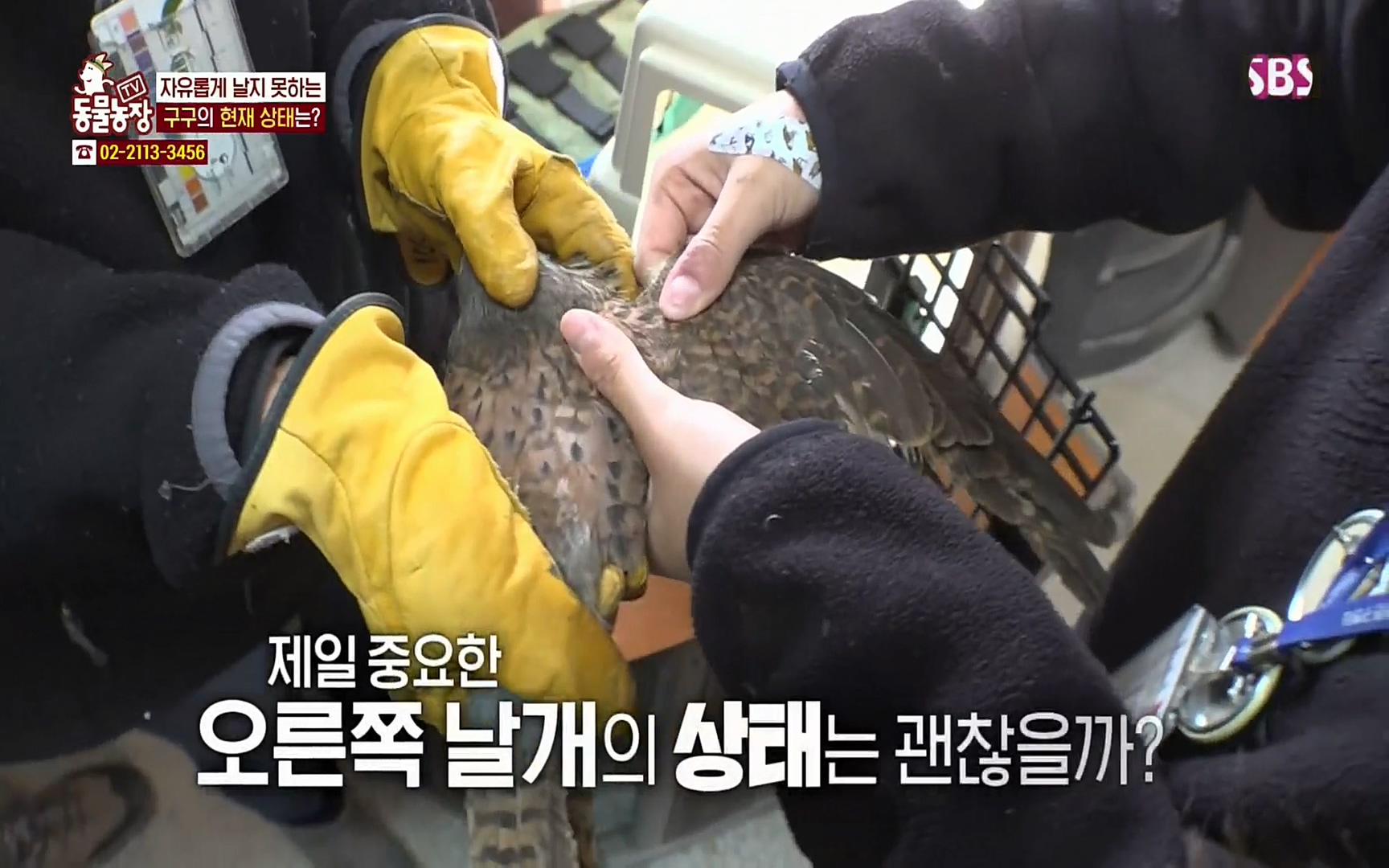 TV 동물농장.E1061.220320p.H264-F1RST.mp4_20220320_183600.620.jpg