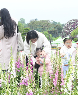 함평나비축제 -5