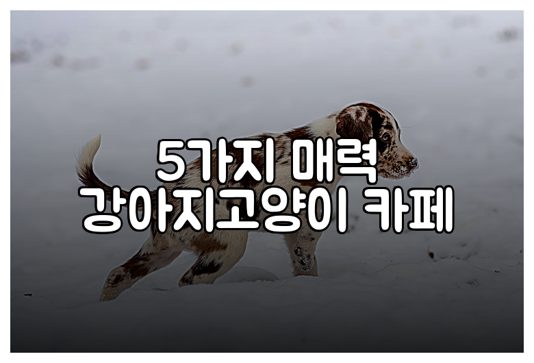 5가지 매력 강아지고양이 카페