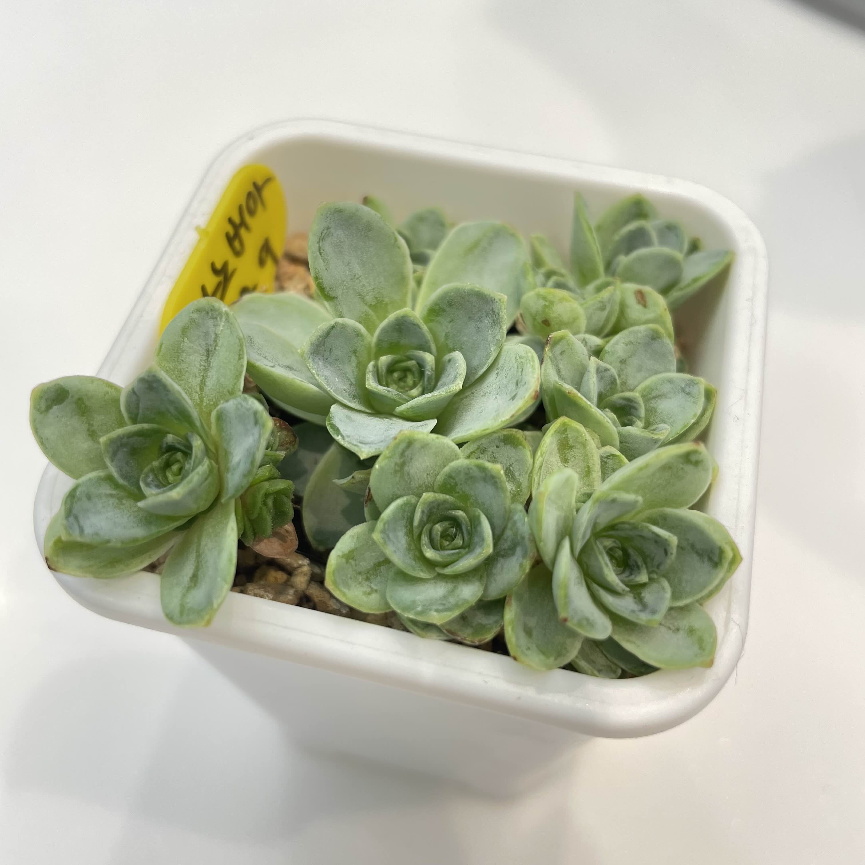  겨울에 활짝 피는 꽃을 닮은 그라노비아