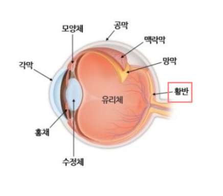 눈구조