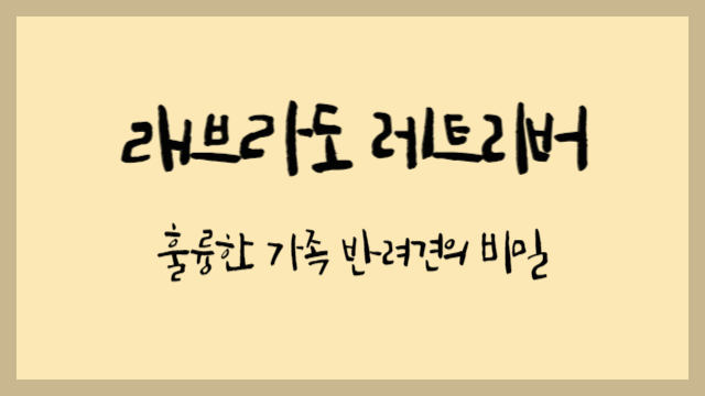  묘한 매력의 래브라도 레트리버 : 훌륭한 가족 반려견의 비밀