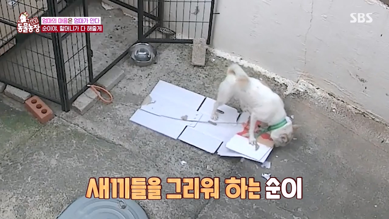 TV 동물농장.E1143.231030p-NEXT.mp4_20231029_164103.157.jpg