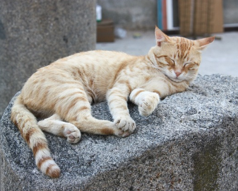 죽은 남편꿈