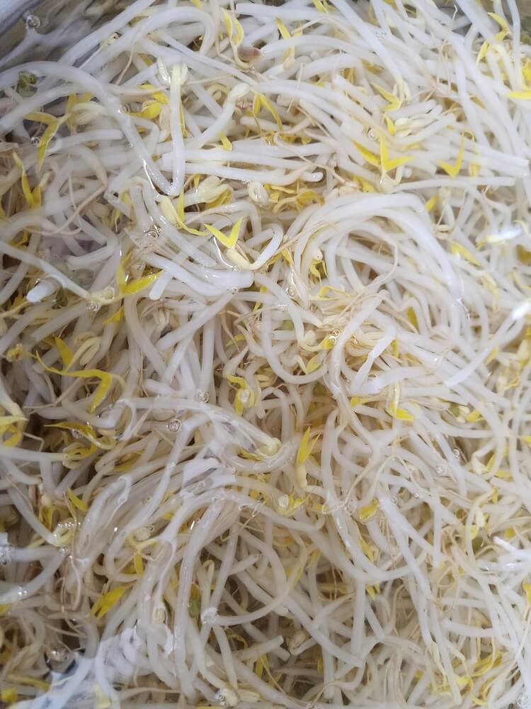 삶은 숙주 찬물에 헹궈주기