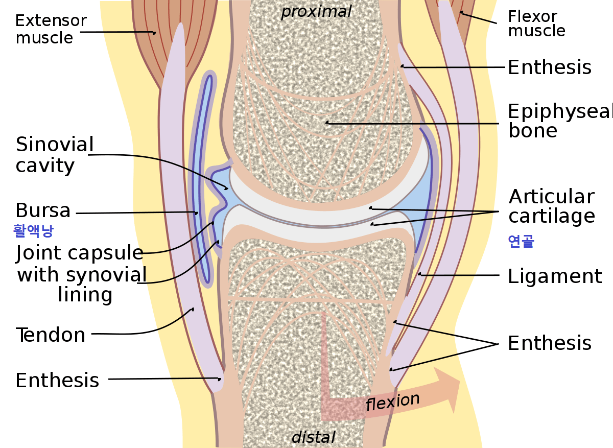 무릎의 해부학적 그림 