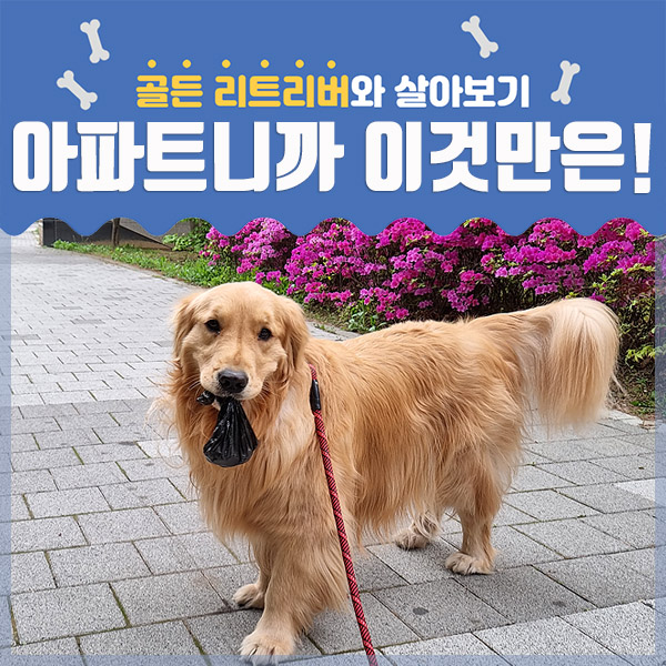  아파트에서의 에티켓 매너, 골든리트리버와 살기 위해 이것부터!