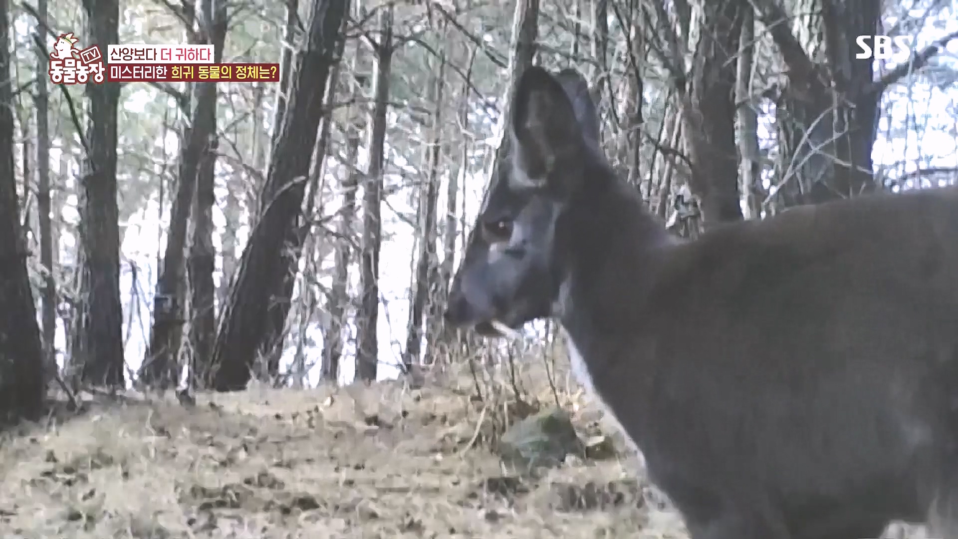 TV 동물농장.E1185.240818p.H264-F1RST.mp4_20240818_160943.873.jpg