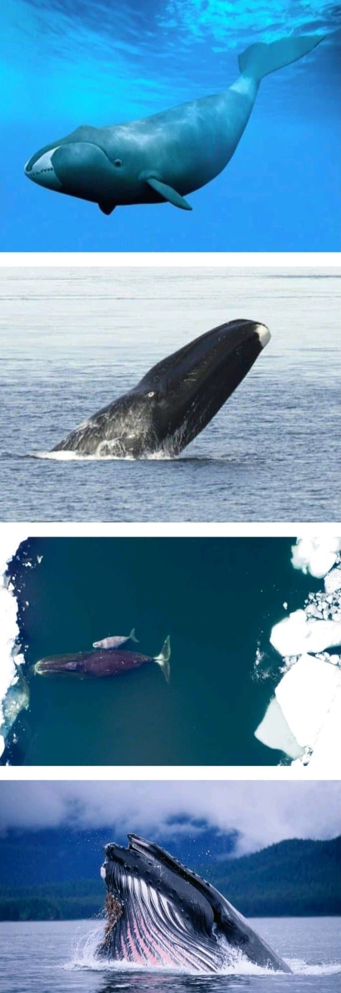 북극고래 최대수명 268년