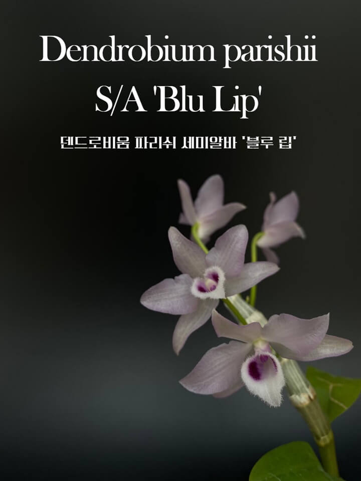 Dendrobium parishii semi-alba &#39;Blue Lip&#39; 썸네일
