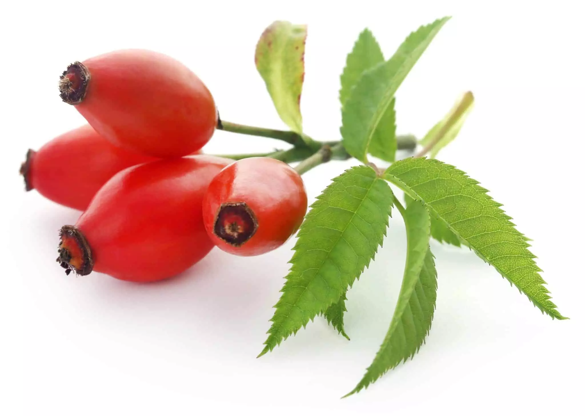 로즈힙(Rosehip)