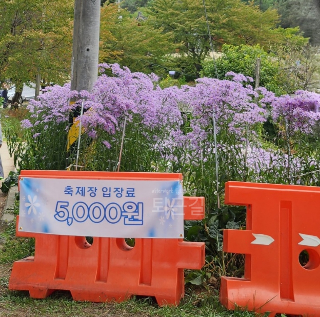 봉천사 개미취꽃 축제 입장료