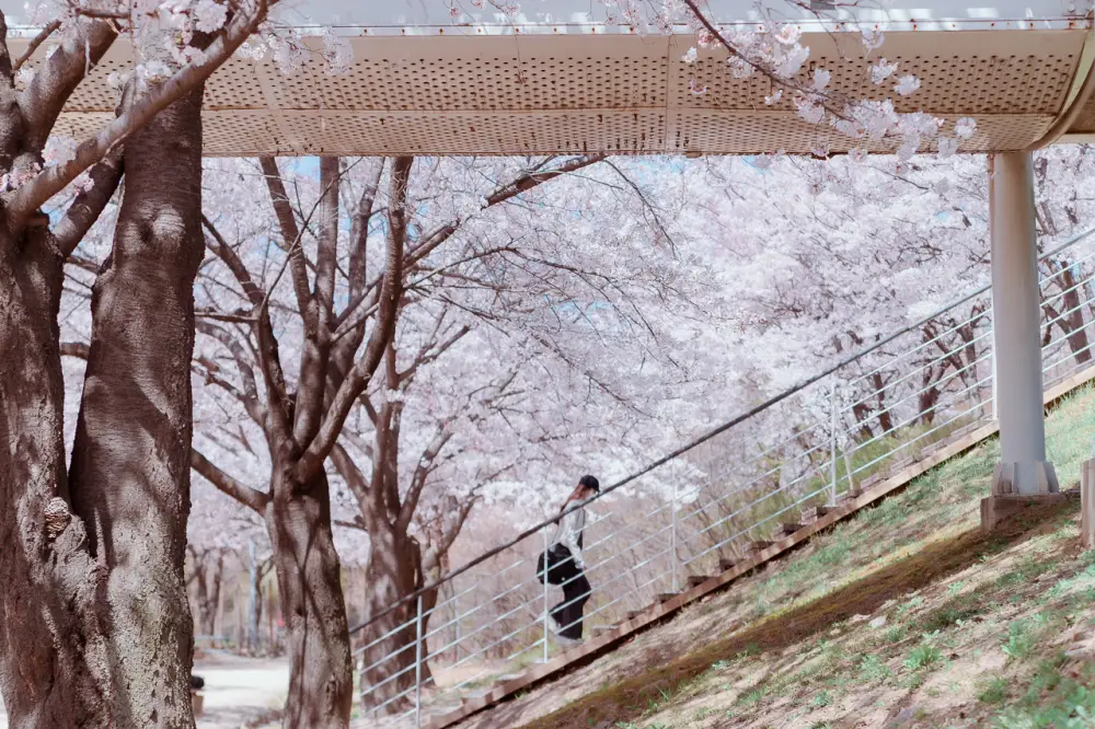 화려한 벚꽃 계단