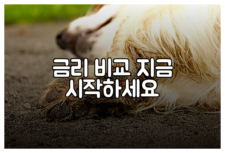 금리 비교 지금 시작하세요