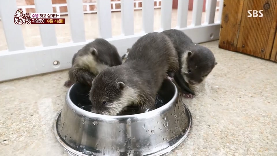 TV 동물농장.E1128.230709p.H264-F1RST.mp4_20230709_183609.060.jpg