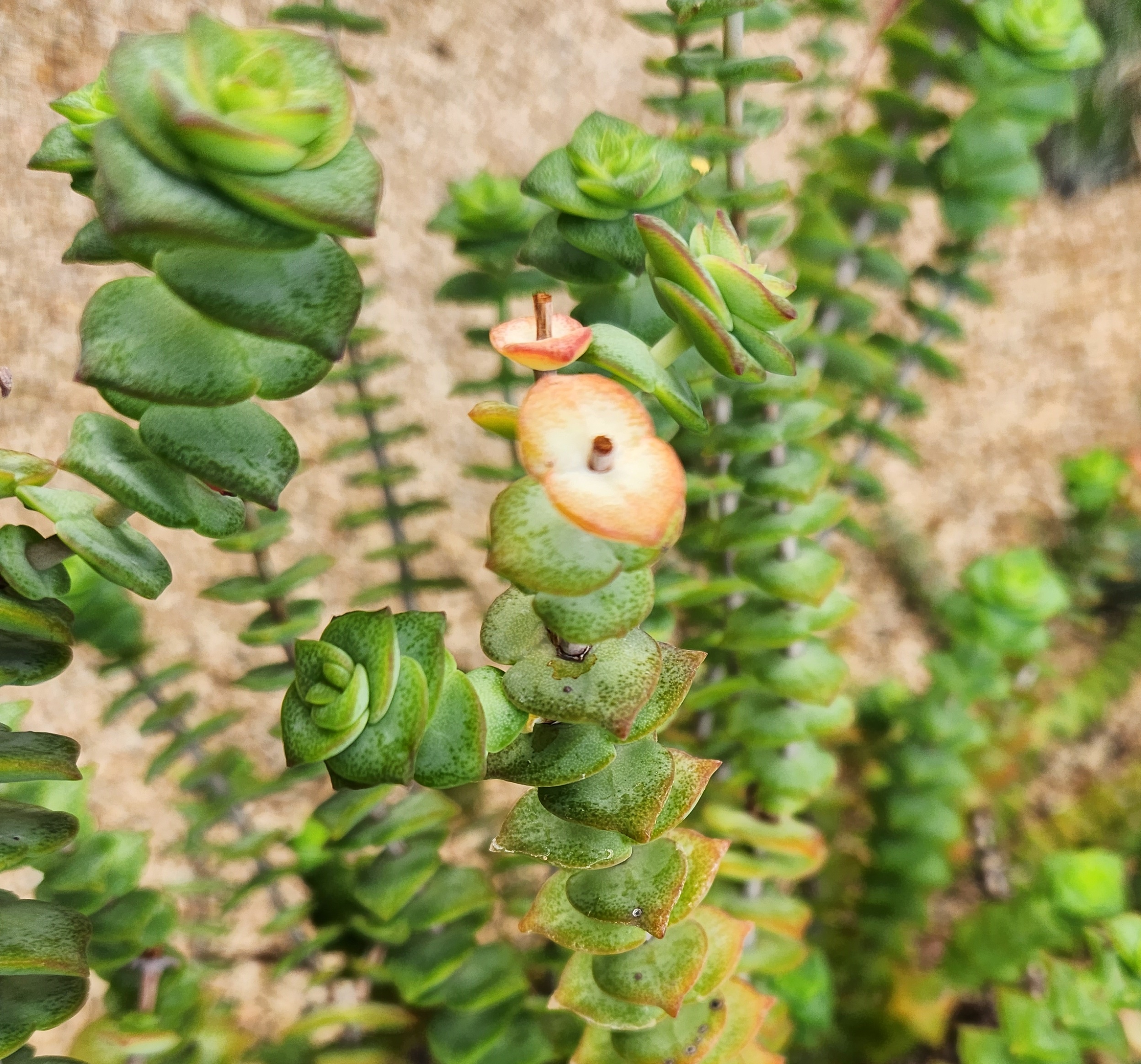십자성