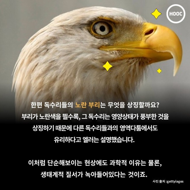 한편 독수리들의 노란 부리는 무엇을 상징할까요? 부리가 노란색을 뛸수록, 그 독수리는 영양상태가 풍부한 것을 상징하기 때문에 다른 독수리들과의 영역다툼에서도 유리하다고 엘러는 설명했습니다.
이처럼 단순해보이는 현상에도 과학적 이유는 물론, 생태계적 질서가 녹아들어있다는 것이죠.
HOOC
사진 출처 :gettyiages