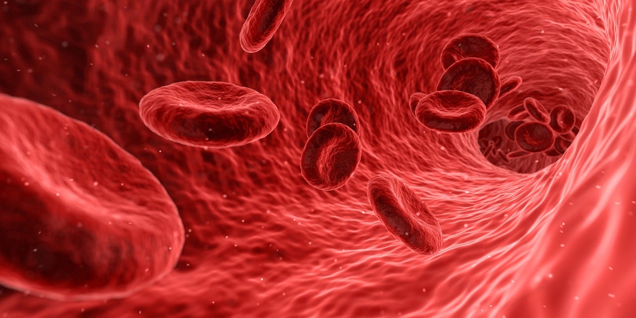 혈관 모양- 적혈구가 혈관을 통과하는 모양