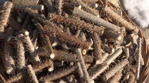 가시오가피의 12가지 장점 21