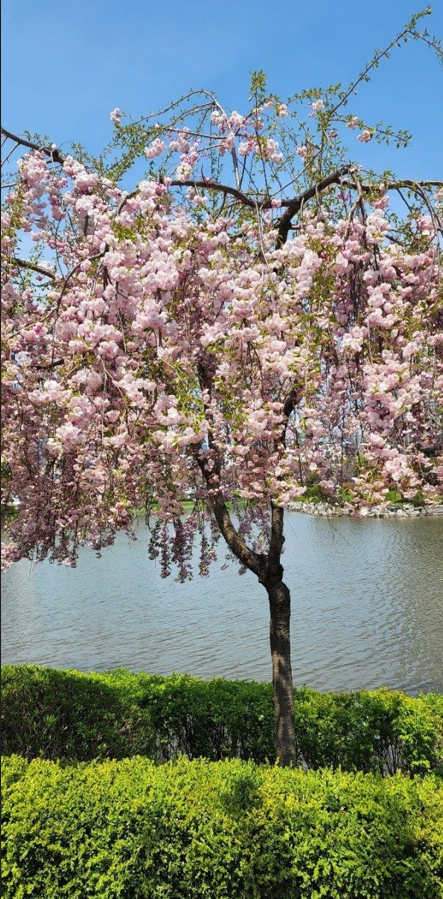 서산호수공원
벚꽃