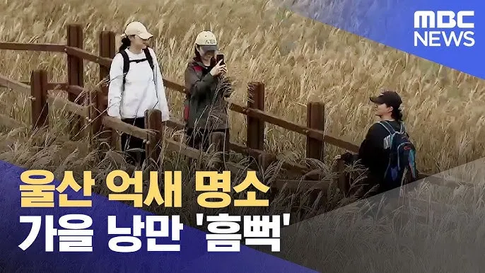 가을 감성 폭발하는 억새 명소 총정리 완벽 여행 가이드_6